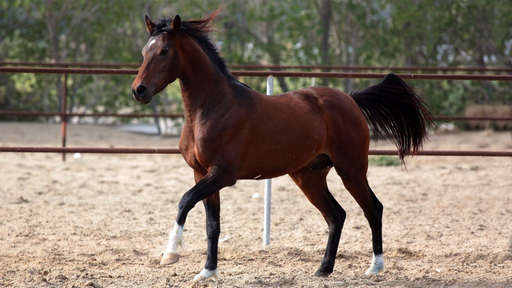 Clinic Closures Force More Rural Americans To Rely On Horse Who Stomps Twice When Patient Has Cancer
