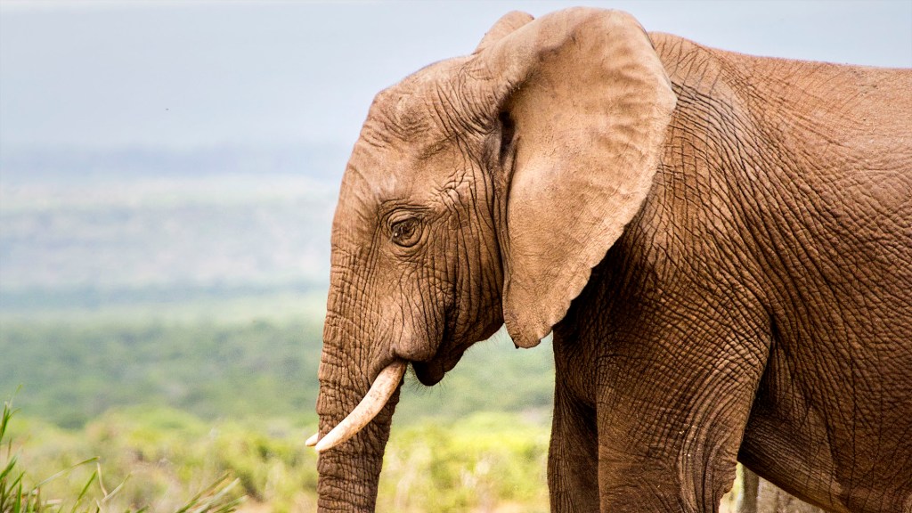 New Study Finds Elephants Mourn Cancellation Of Favorite TV Shows