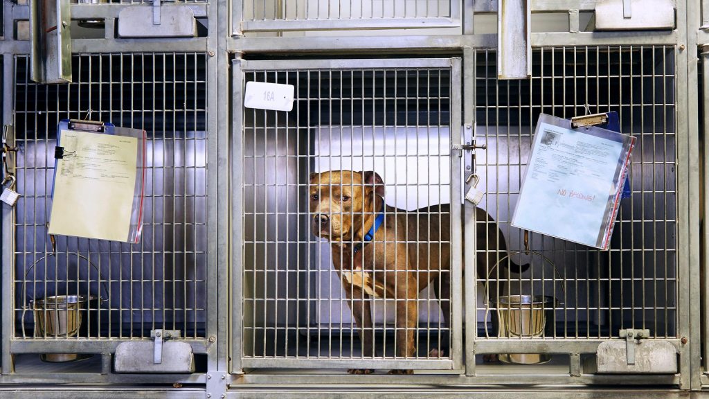 Shelter Dog Just Doesn’t Have That X Factor