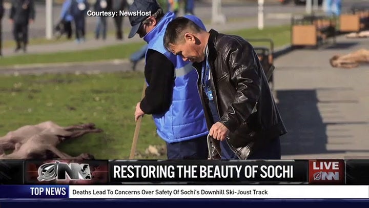 Sochi’s Euthanized Dogs To Be Returned To Streets After Olympics